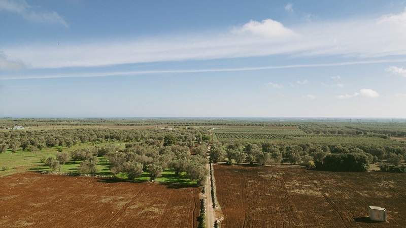PIANTIAMO OSSIGENO, COLTIVIAMO SPERANZA. foresta